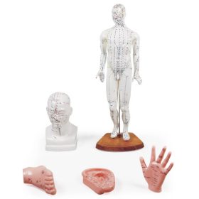 Kitajski akupunkturni set z anatomskimi modeli