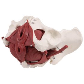 Anatomski model medeničnega dna