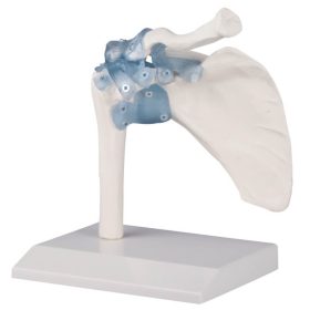 Anatomski model Ramenski sklep z vezmi