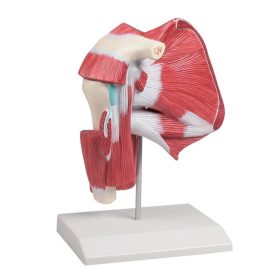 Anatomski model rame s prikazom mišic