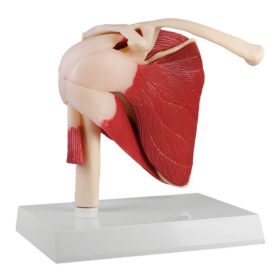 Anatomski model "Ramenski sklep"