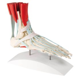 Anatomski model stopalo z ligamenti