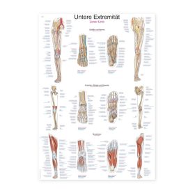Plakat spodnji ud, 70x100 cm