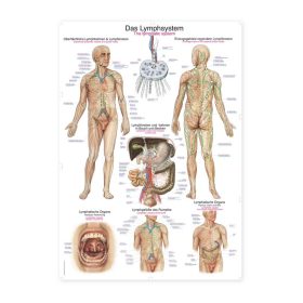 Plakat Limfni sistem, 70x100cm