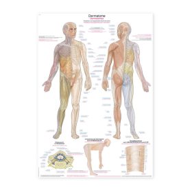 Plakat Dermatomi, 70x100cm