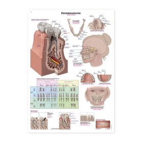 Plakat dentalna anatomija, 70x100cm