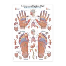 Plakat Refleksne cone dlani in stopal, 70 x 100 cm