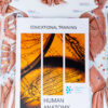 Human anatomy for massage therapist