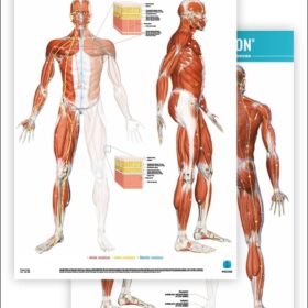Plakat Fascial Manipulation 1