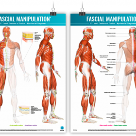 Plakat Fascial Manipulation 2
