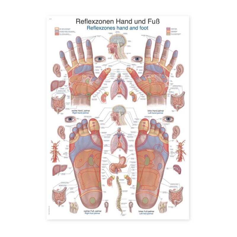refleksne-tocke-dlani-stopal