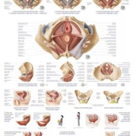 Plakat medenično dno, 70x100cm