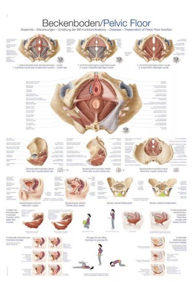 plakat medenično dno